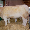 EA 71 - vache 1325 kgs record de la race en poids
