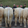 1er Prix ens veaux mâles élev plus de 120 vaches et Grand Prix d'Ensemble - GAEC Langillier J.M. et Fils 