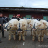 EA71 / 1er Prix d'ensemble veaux mâles (élev de 100 à 140 vaches) GAEC LACOUR - St Vincent des Prés