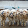 EA71 / 1er Prix d'nsemble veaux mâles (élevages de 150 vaches et +) JEANNIN - GAEC LALLY - St Léger du Bois