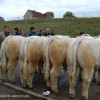 1er Prix ensemble veaux mâles élevages de 90 à 120 vaches - SCEA Pichard Hugues
