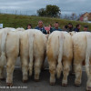 1er prix ensemble veaux mâles, élevage moins de 90 vaches - EARL DUFRAIGNE Daniel