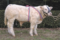 Photo charolais71