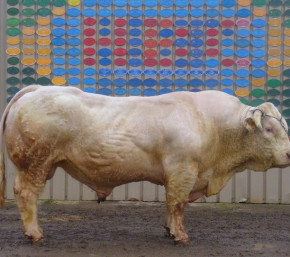 FAROUK